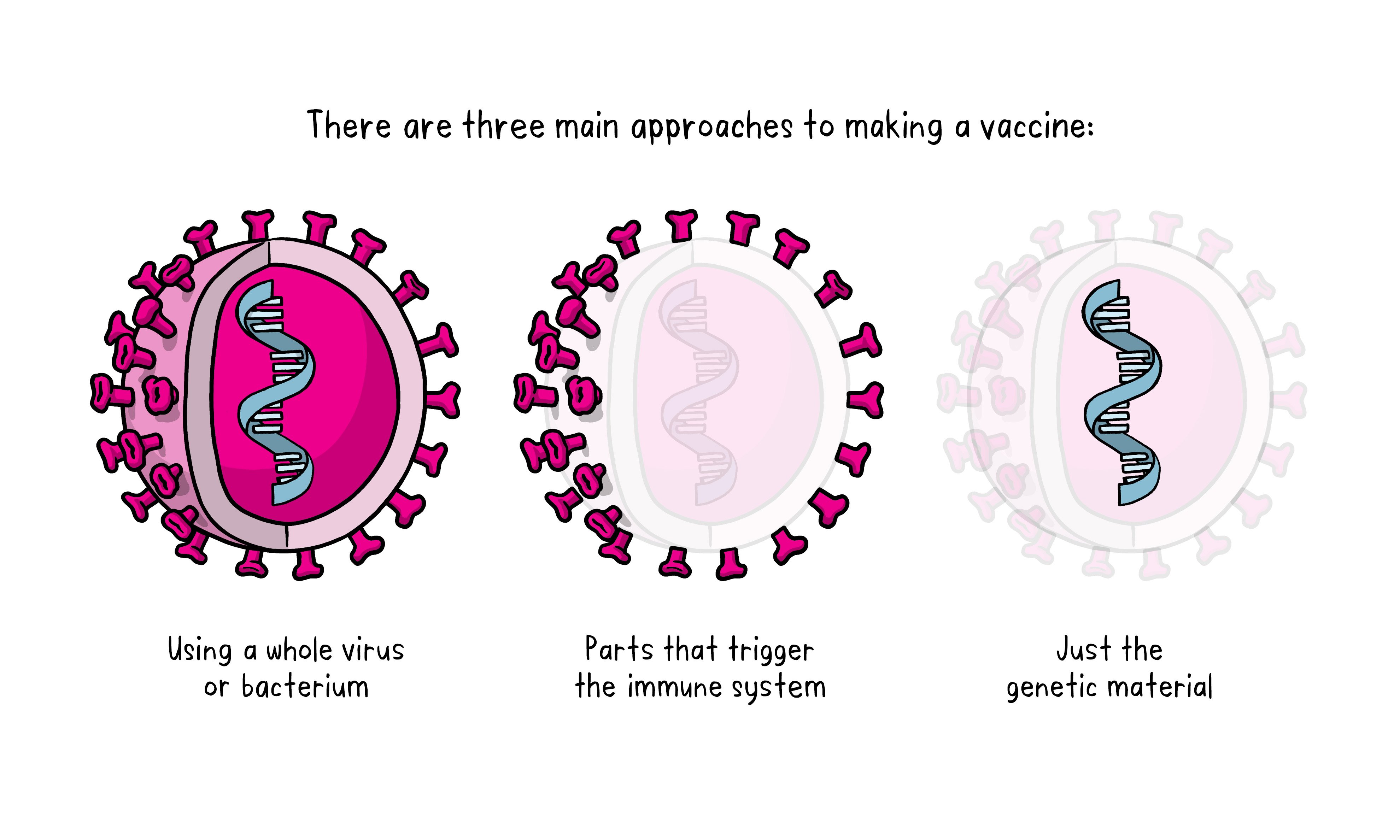 Dev Vaccine