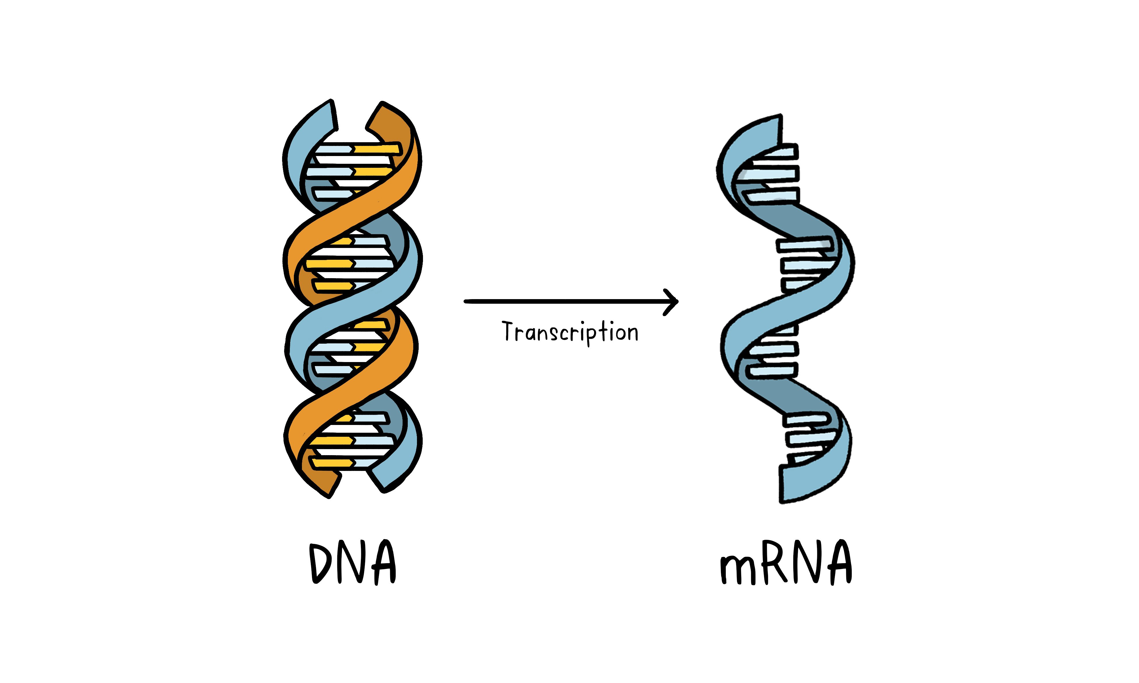 mRNA and DNA